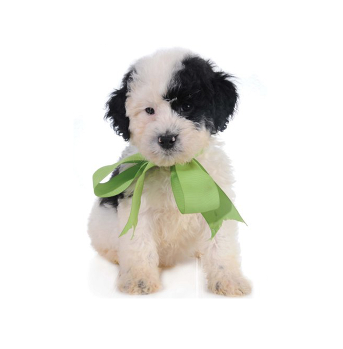 Medium teddy bear best sale schnoodle